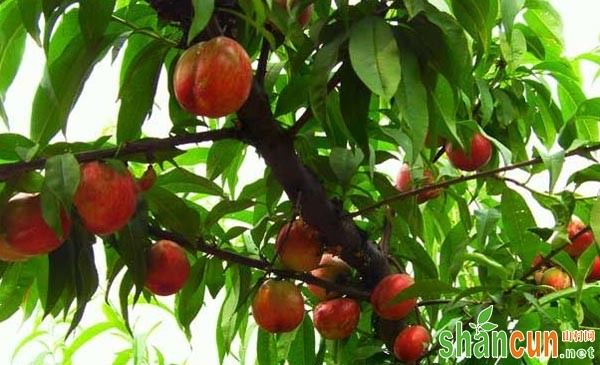 桃树褐腐病症状及其防治措施