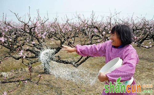 桃树什么时候施肥，桃树施肥技术要点