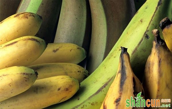 香蕉炭疽病防治方法有哪些