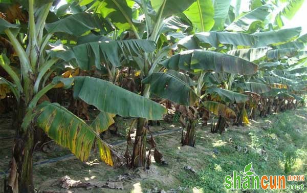 香蕉常见病虫害，香蕉病虫害防治