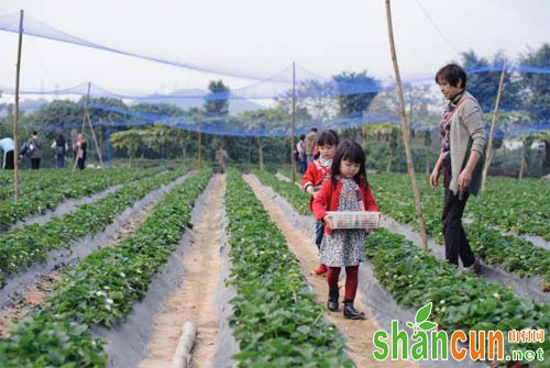 草莓田除草剂有哪些，如何使用