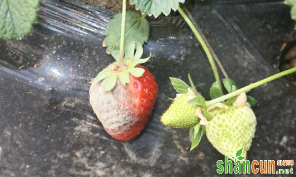 草莓灰霉病症状、发病规律和防治