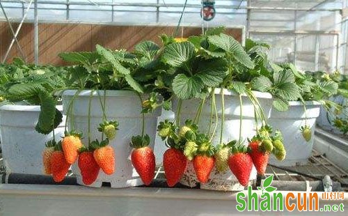 盆栽草莓用什么肥，盆栽草莓怎么施肥