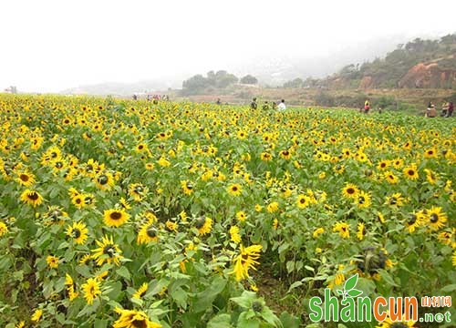 防治向日葵地下害虫用什么药好？