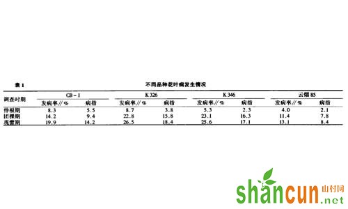 烟草花叶病图片