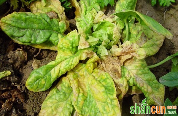 菠菜常见病虫害有哪些，菠菜病虫害防治