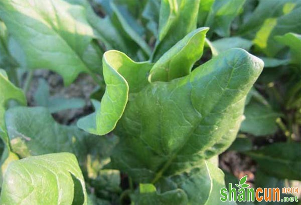 菠菜常见病虫害有哪些，菠菜病虫害防治