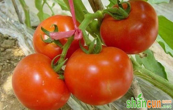 番茄缺钾有哪些症状，番茄缺钾防治方法