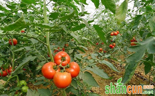 西红柿高产施肥有哪些技术要点？