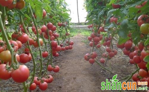 西红柿高产施肥有哪些技术要点？
