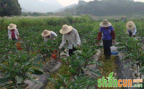 茄子需要什么肥料，茄子施肥怎么施