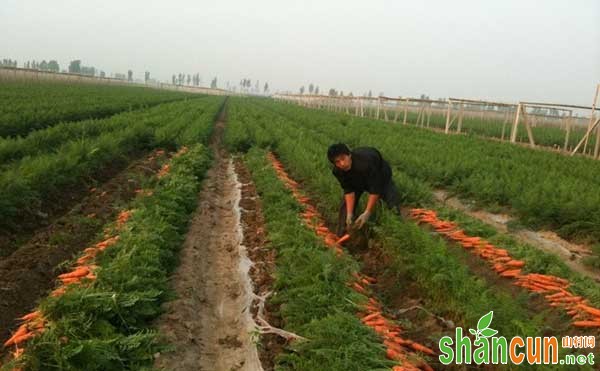 胡萝卜除草剂有哪些，胡萝卜除草剂未来发展方向