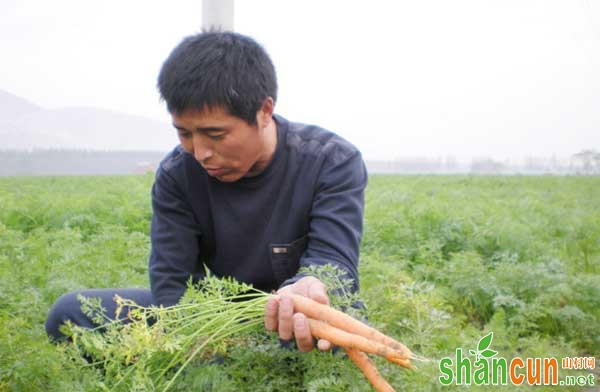 胡萝卜除草剂有哪些，胡萝卜除草剂未来发展方向