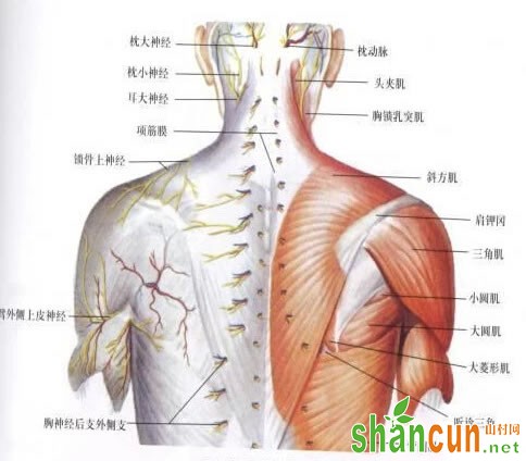 健康关节网--肩颈保养-肩颈是毒素最易堆积的地方，过去我们真的不知道的图片