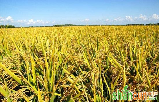 我国水稻科学家成功克隆出杂交稻种子