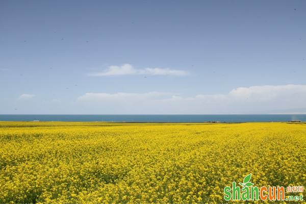 这种药材在白酒中浸泡后可以放大功效