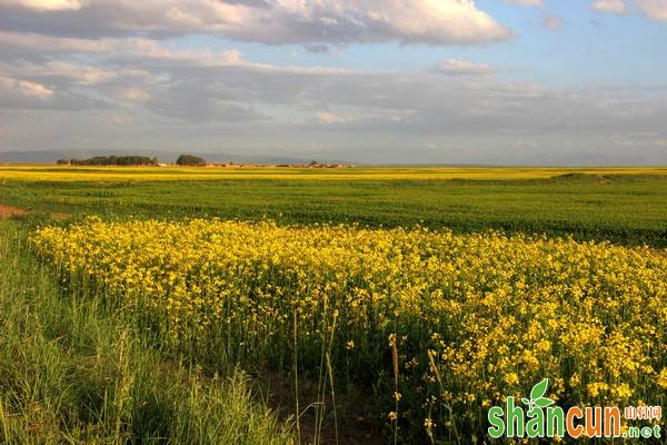 因化疗药物缺乏其选择性，会对人体正常细胞造成伤害