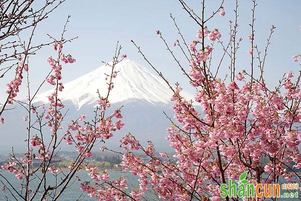 将新鲜的芦荟去皮后捣碎，然后加入蜂蜜以及适量的面粉调成糊状