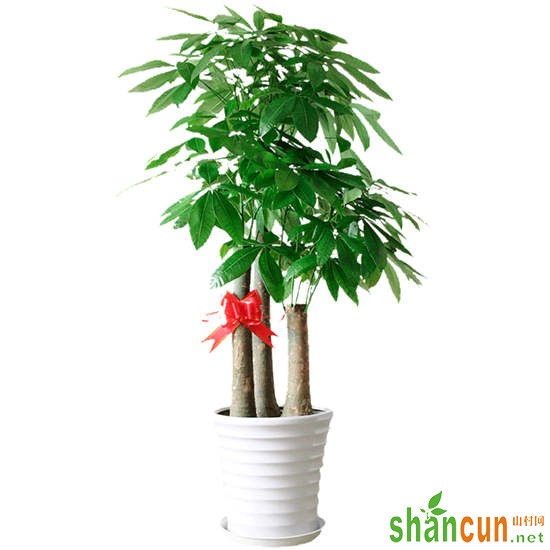 适合家养的大型植物有哪些 