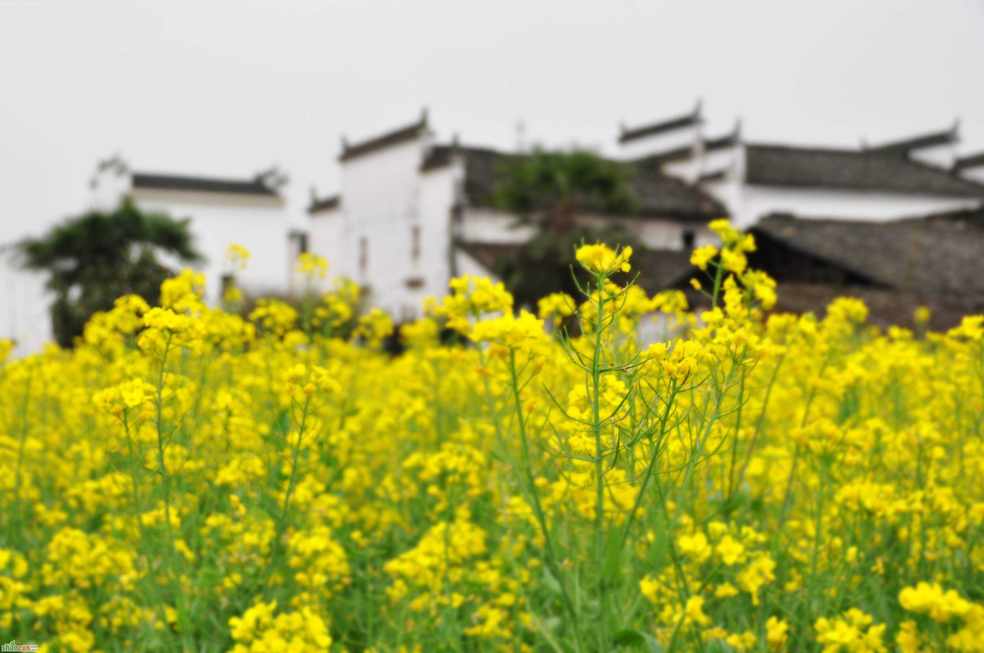 2014广东省内油菜花观赏地盘点 