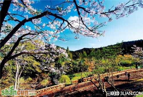 春季蜜月旅行推荐之台湾阿里山 