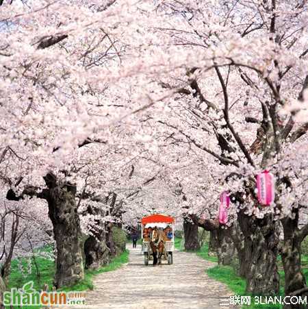 春季蜜月旅行线路推荐——去日本赏樱花 
