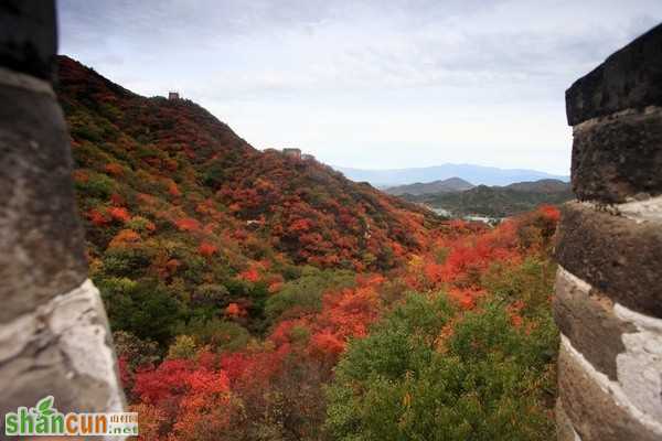 寻找最美丽的秋季北京——八达岭长城醉美秋色
