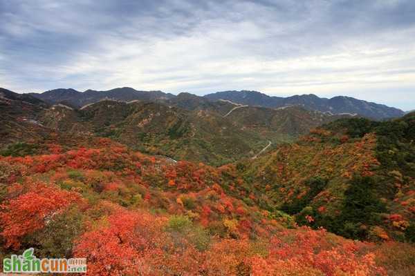 寻找最美丽的秋季北京——八达岭长城醉美秋色