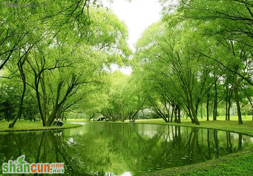 上海共青森林公园景点介绍 