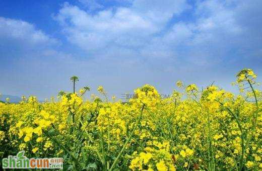 2016年清明节上海周边油菜花观赏地 