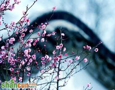 春节杭州暗香开启赏梅之旅 
