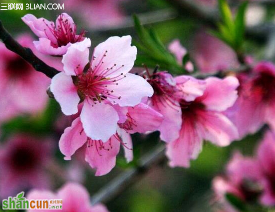 春季北京昌平看桃花的地方 