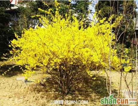 能祛痘的中草药有哪些              山村