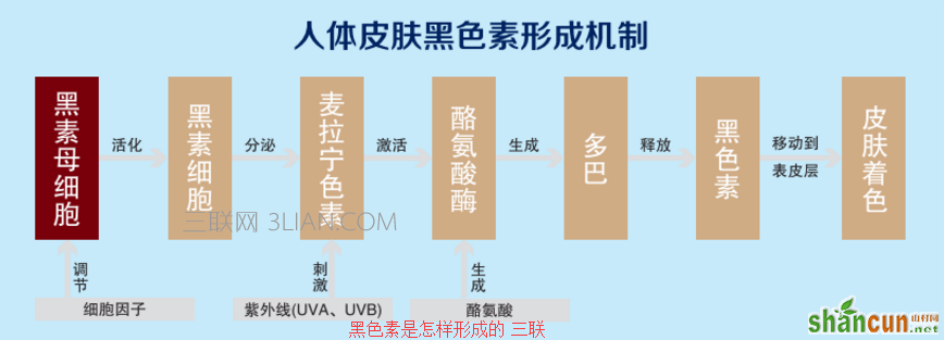 黑色素是怎样形成的 山村