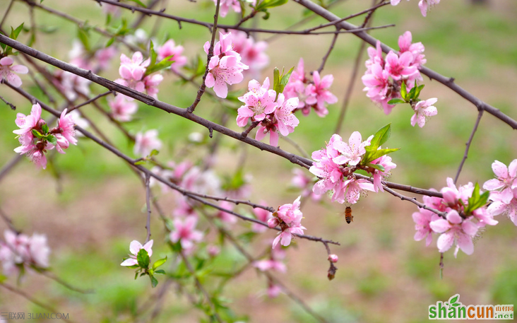 怎么催旺桃花运