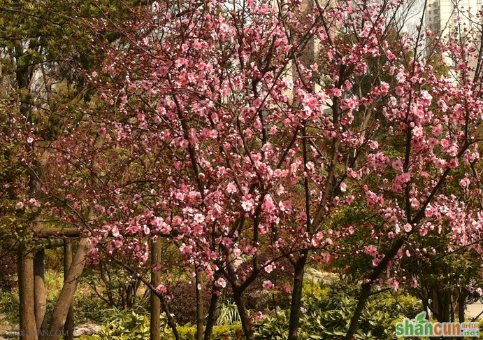 怎么催旺桃花运