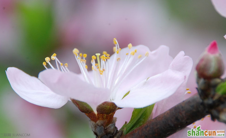 怎么催旺桃花运