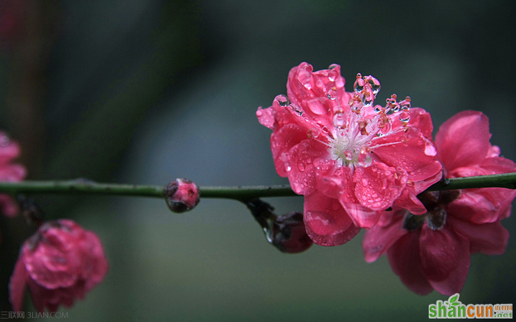 2015年怎么催旺桃花运 山村