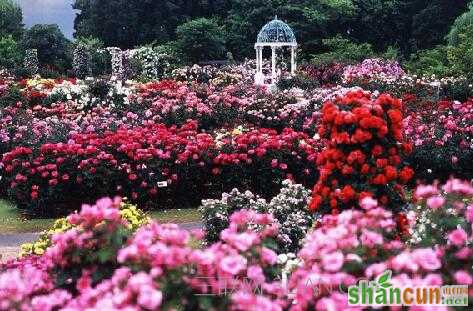 情人节向女生表白送什么 山村