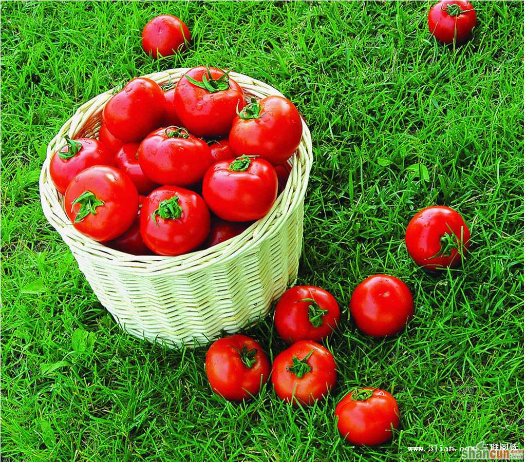 番茄可有效预防乳腺癌+山村阅读