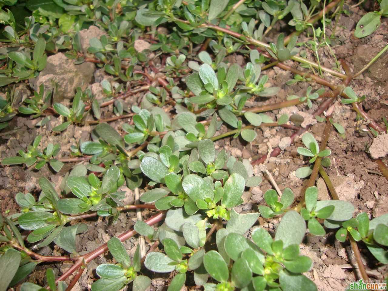 马齿苋妙用抗菌又抗衰          山村