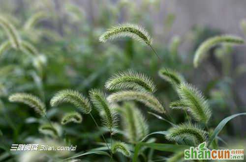 白露时节多食辛辣少贪凉    山村阅读