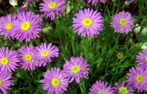 秋季美容保健:怎样避免花粉过敏 山村