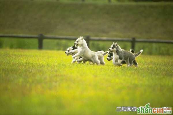 宠物依赖症小心变成孤家寡人山村