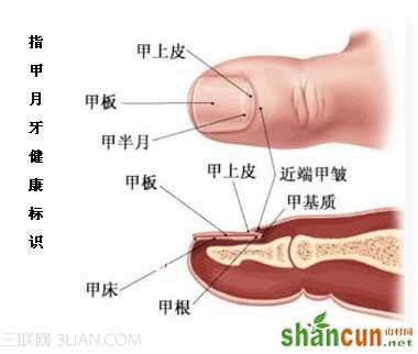 手指甲“月牙”反映健康状况 山村