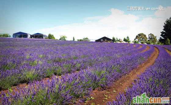 调理亚健康多听听音乐 山村