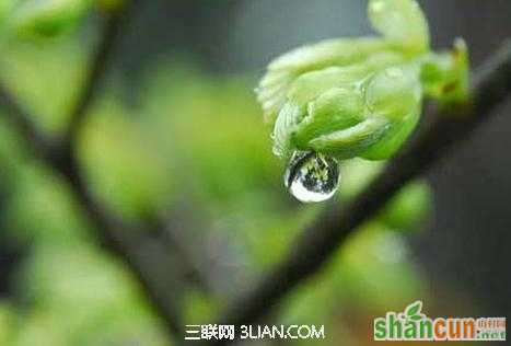 雨水春季养生          山村