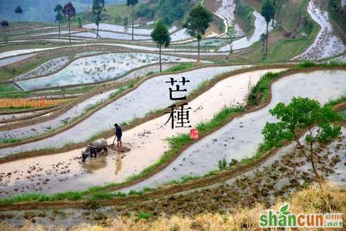 芒种节气该如何养生 山村