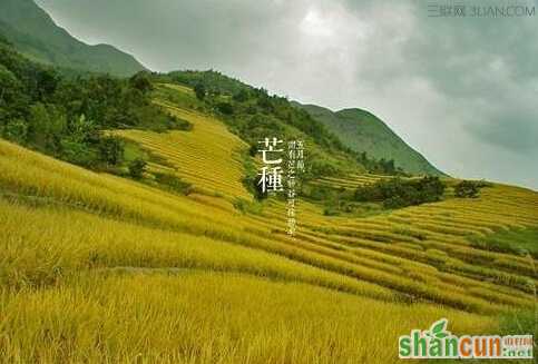 芒种怎么养生？芒种养生的要点     山村