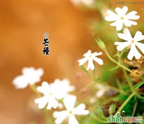 芒种怎么养生？芒种养生误区     山村